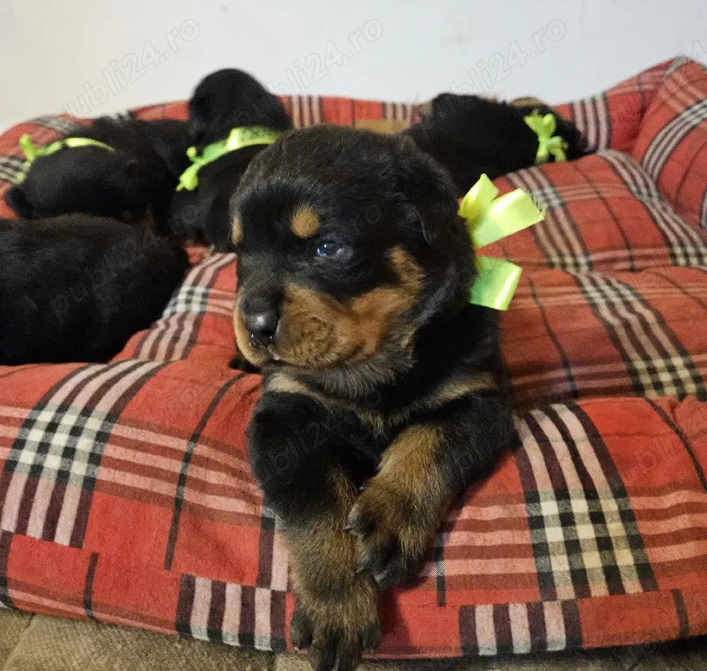 Pui Rottweiler 8 săptămâni   crescuți în familie