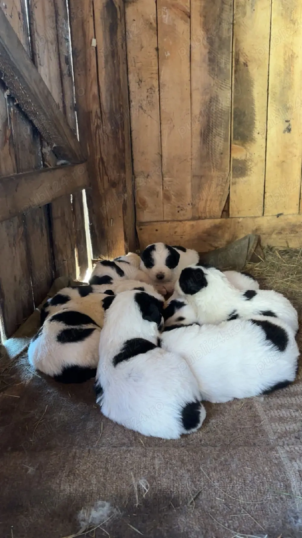 Pui ciobănesc de Bucovina 