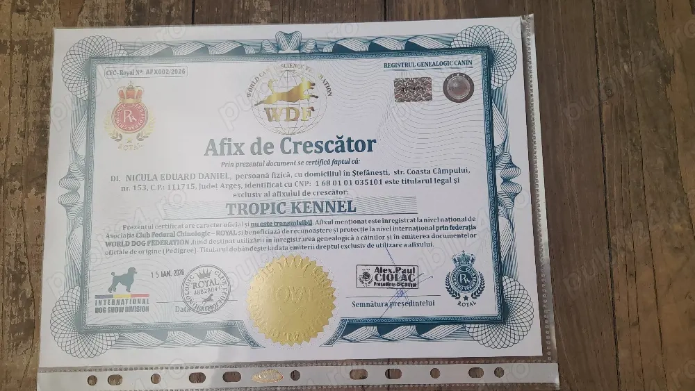 Căței Belgian Malinois caută proprietari responsabili