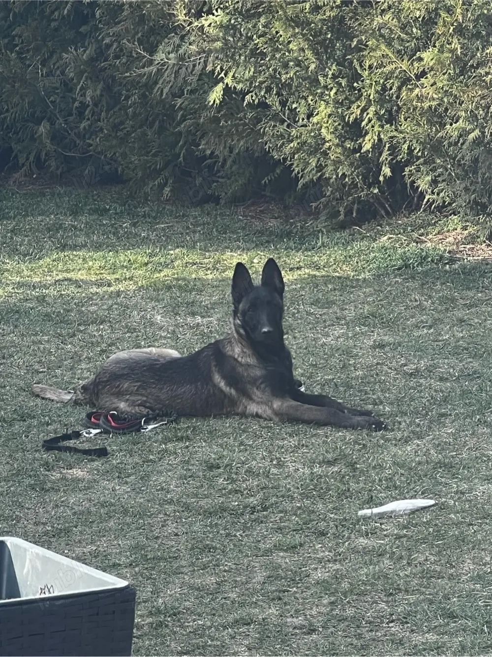 Caine ciobanesc belgian