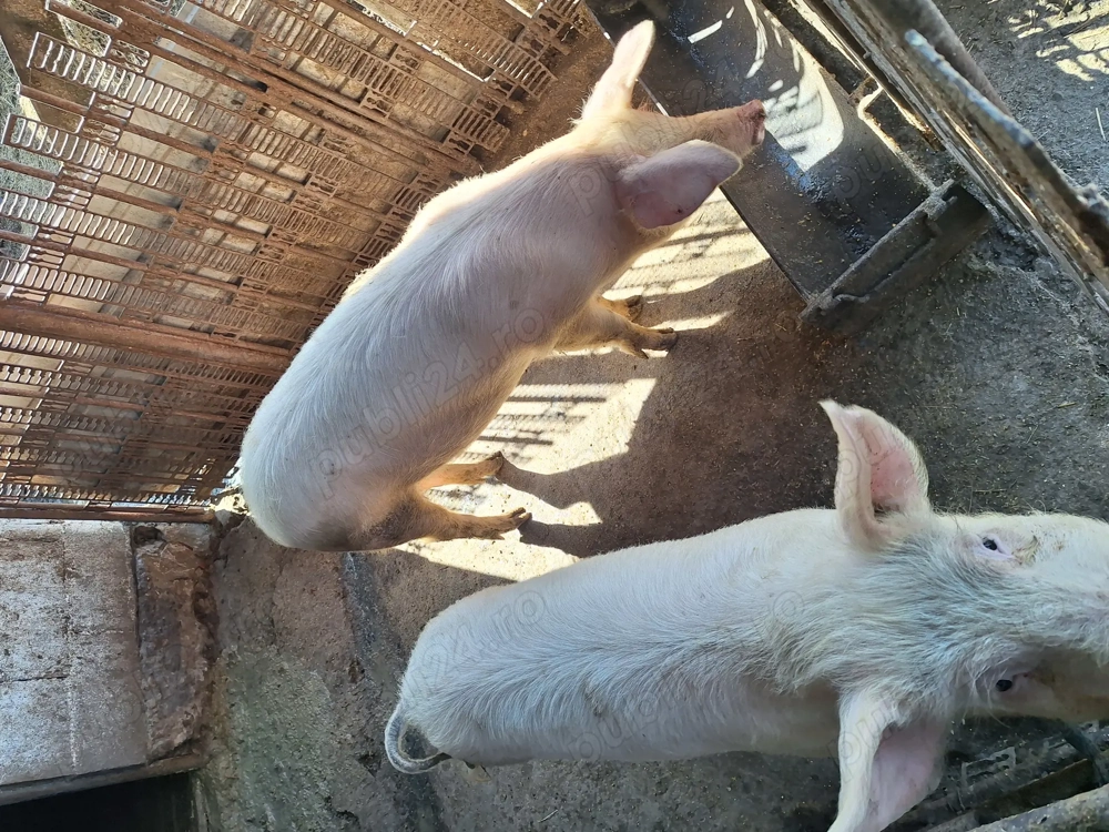 2 purcele de vanzare