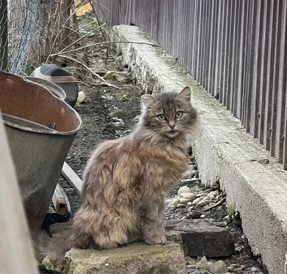 Donez pisica maine coon. 