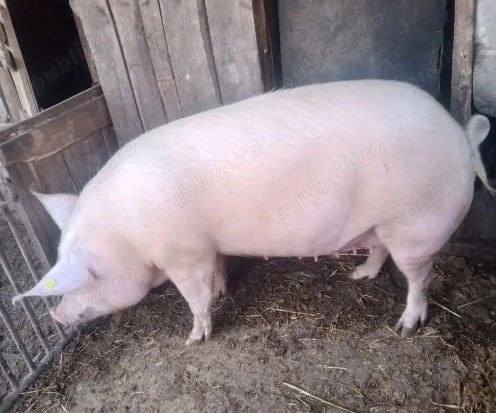 Porc Marele Alb 180 kg