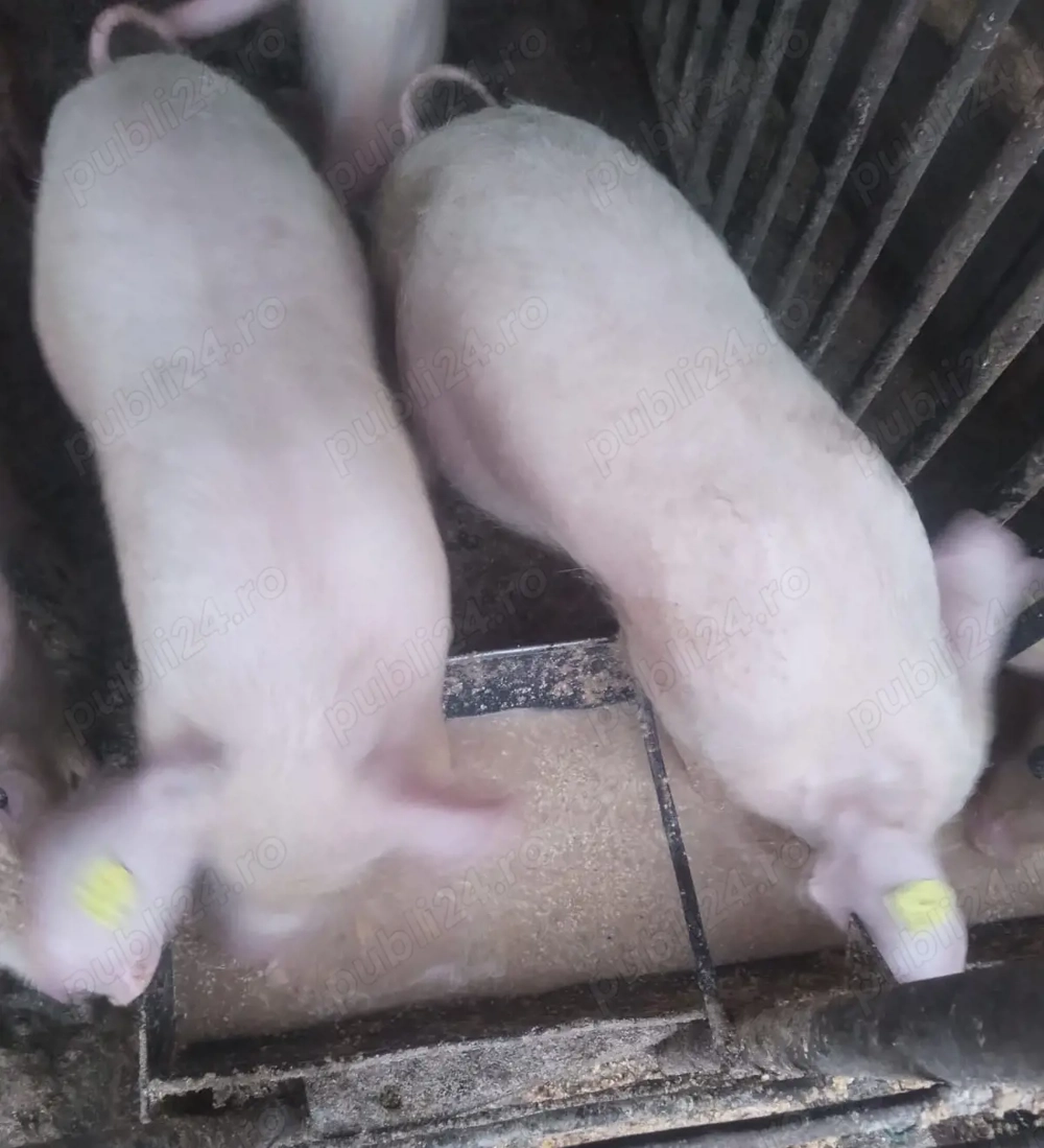 Vand Porci Marele Alb 5 luni