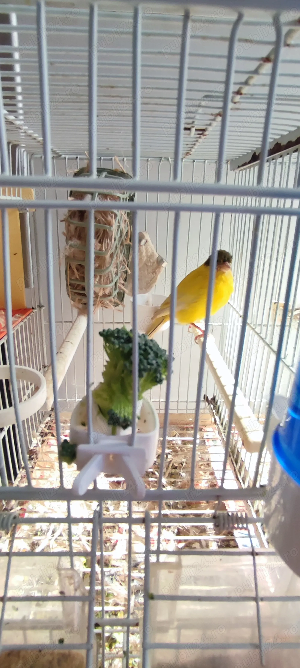 Vând cănărita timbrado spaniol 