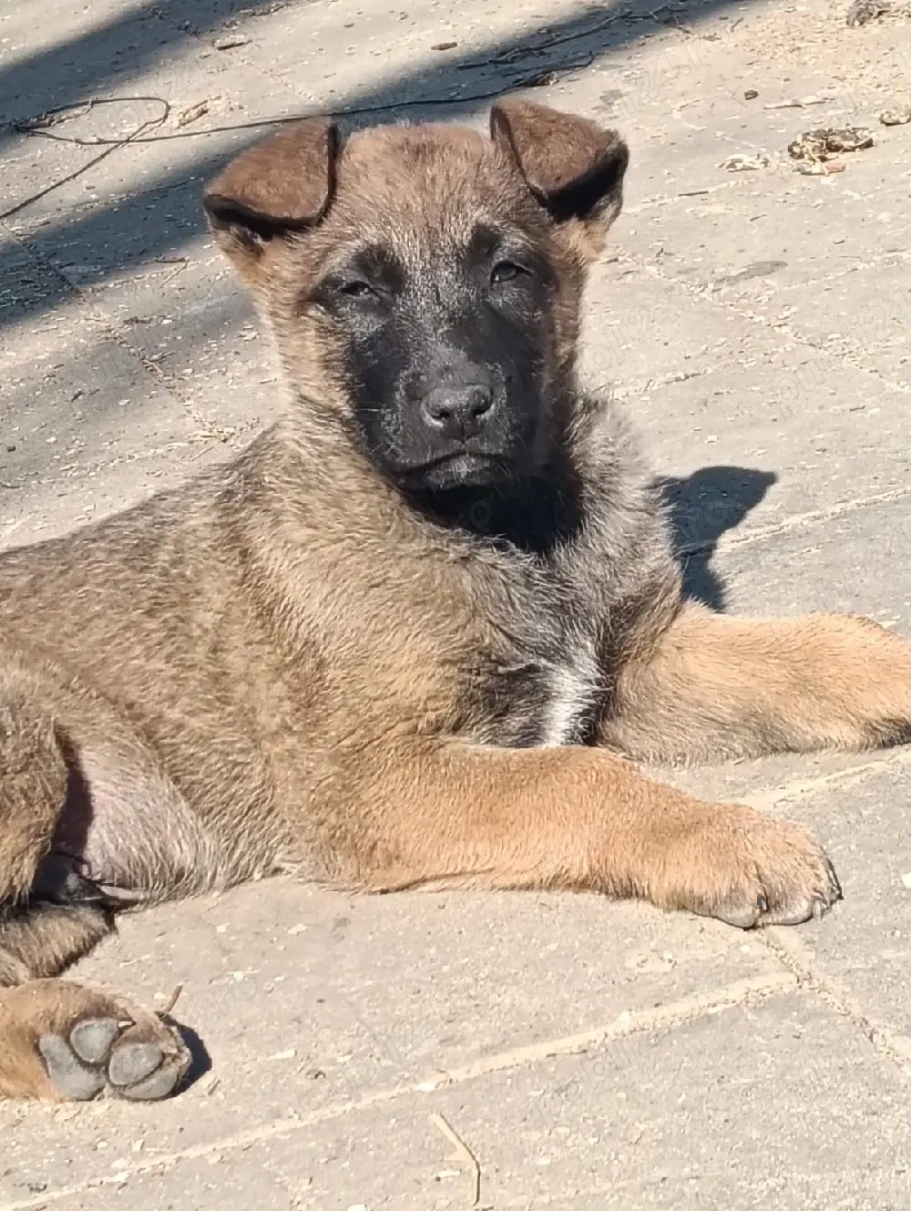 Pui Ciobanesc Belgian Malinois