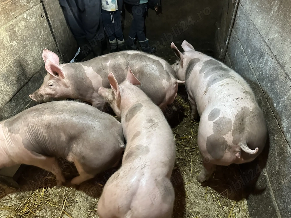 Soldani pietrain belgian originali de vanzare