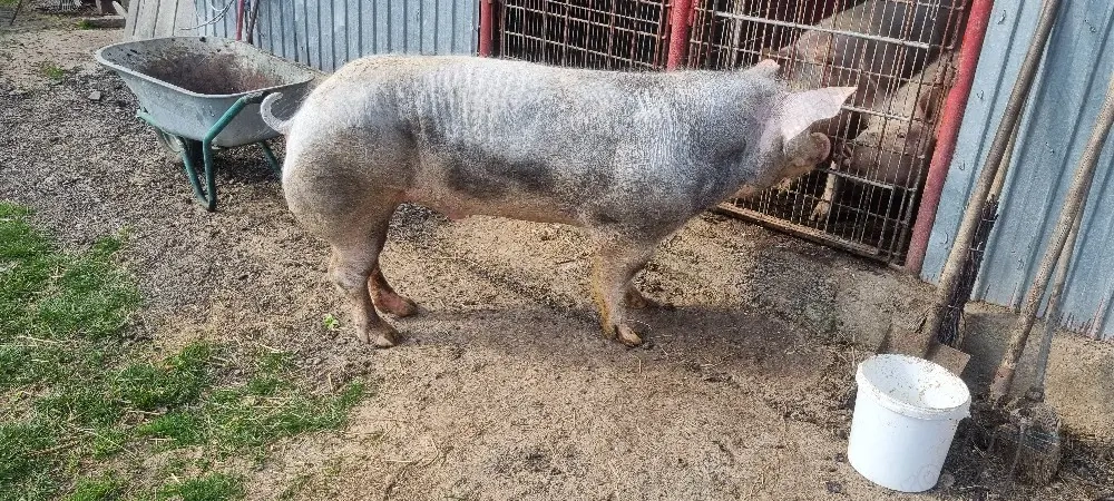 Vier Pietrain Belgian 