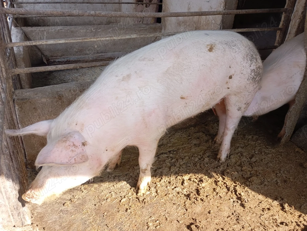 Vând porci de carne rasa Marele Alb