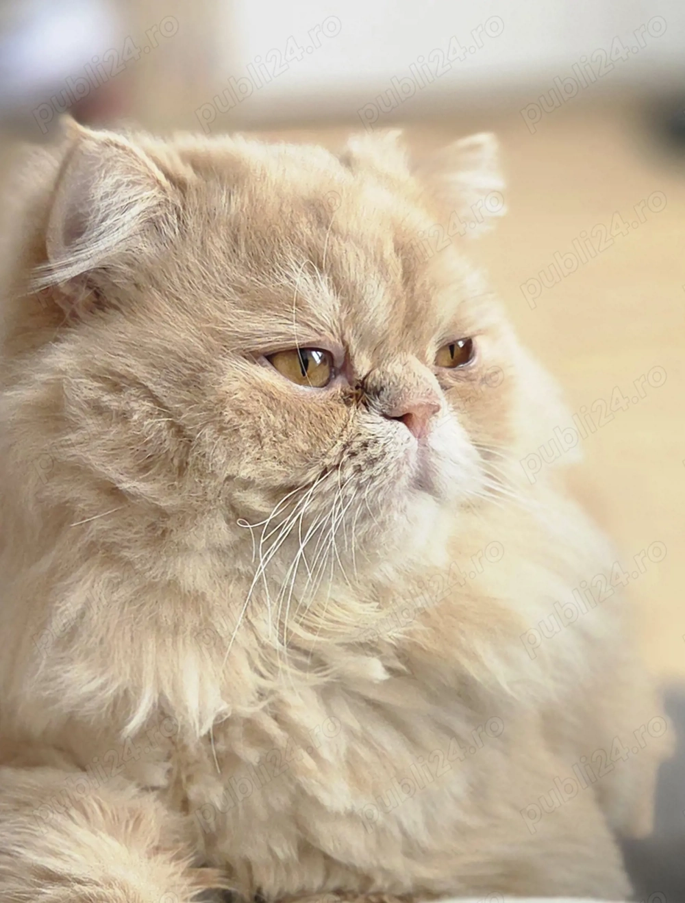 motan persan superb, pt pisică