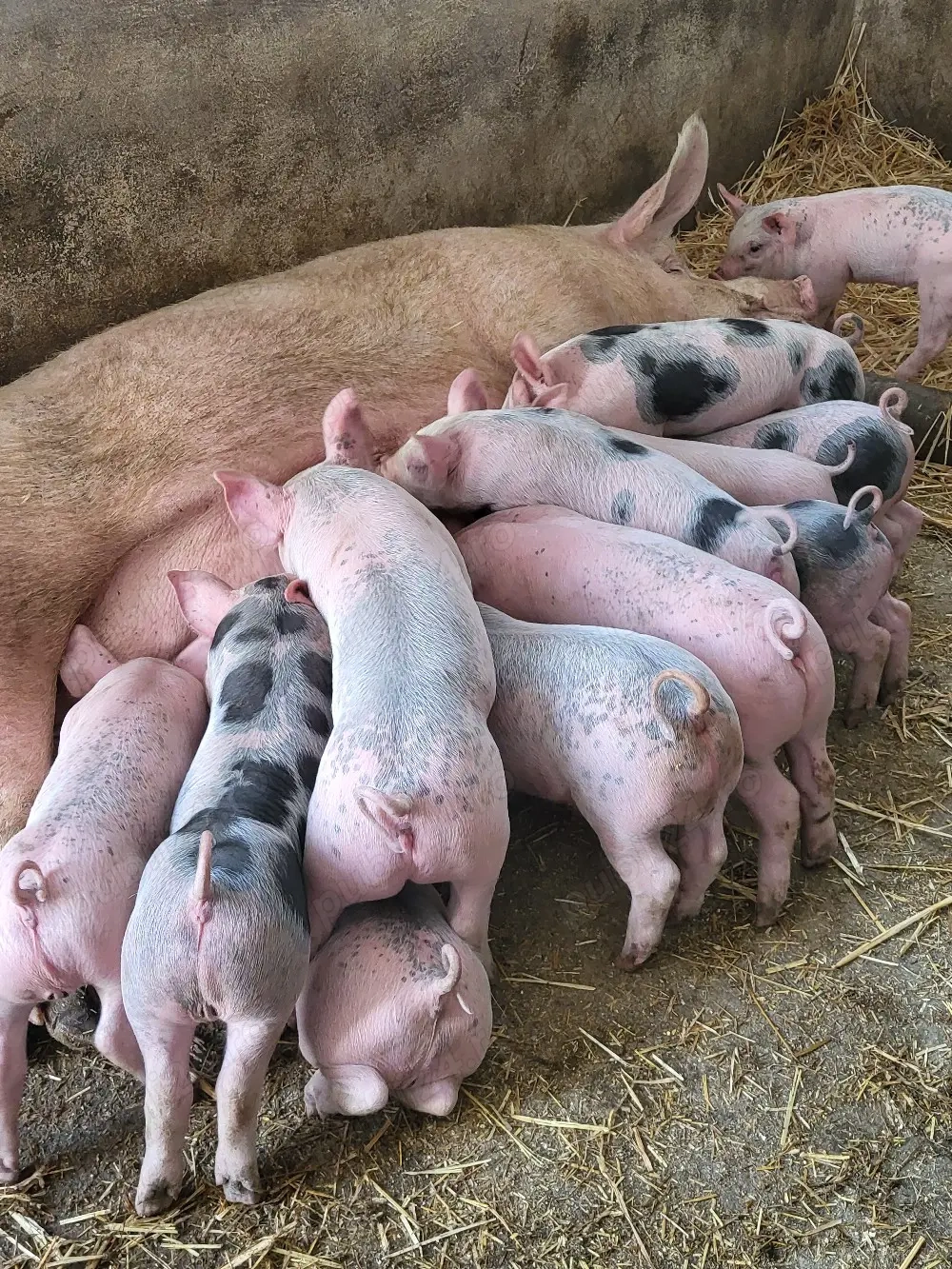 Vand purceii pic cu pietran 