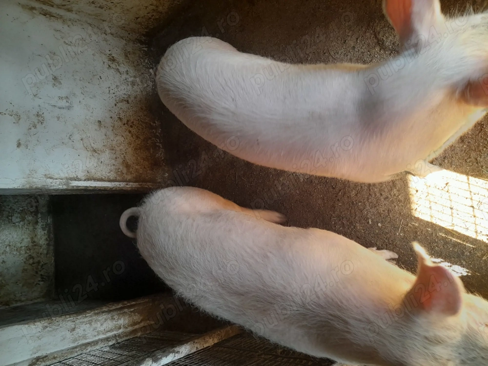 Două purcele rasă de carne  !