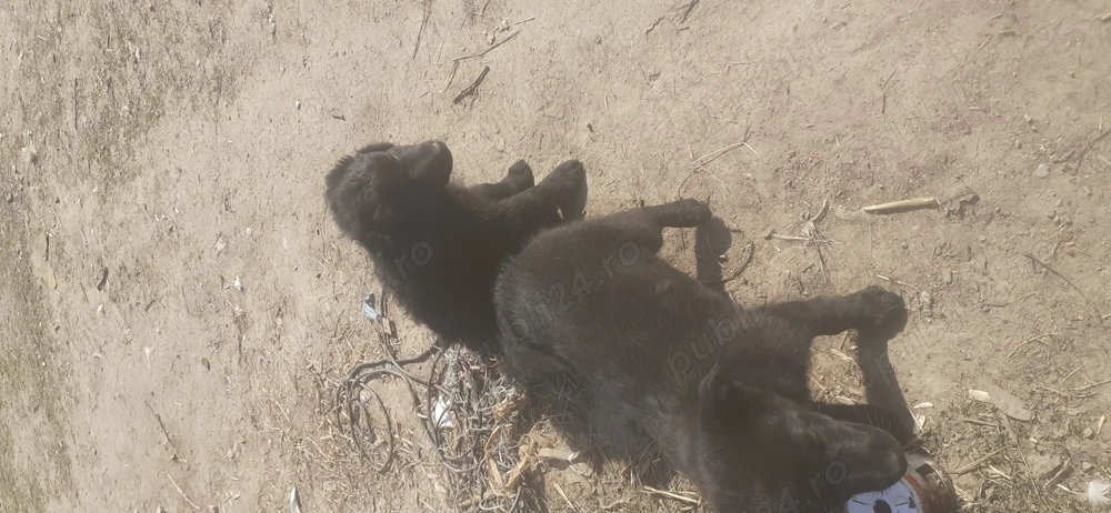 Vind catei de intors oile