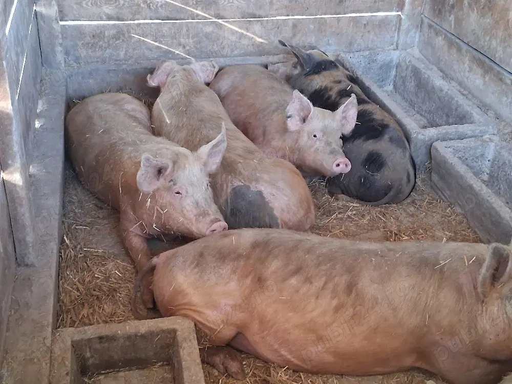 vând porci 95-100 kg