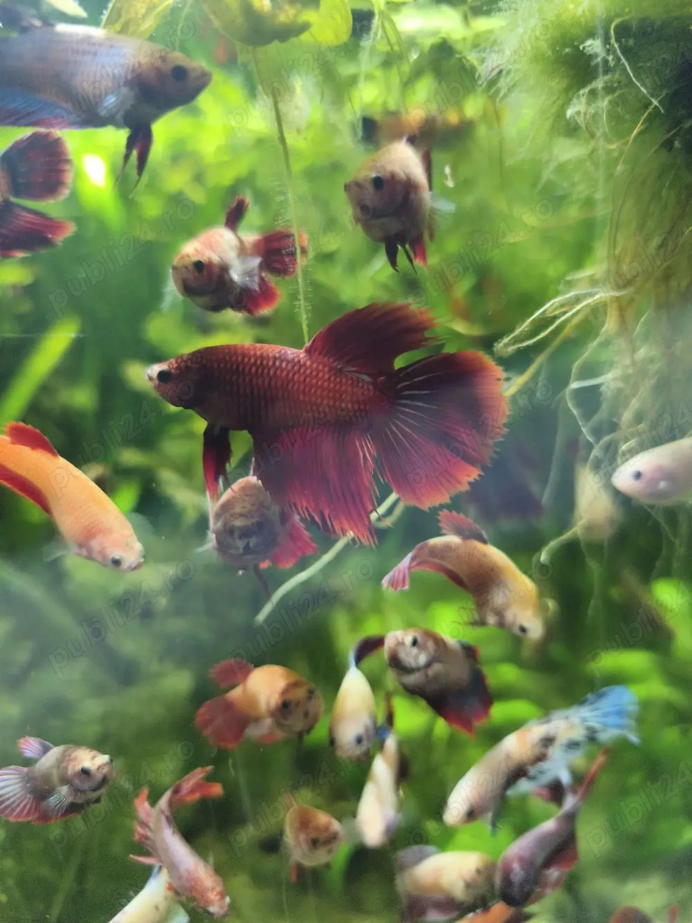 Betta Splendens masculi 