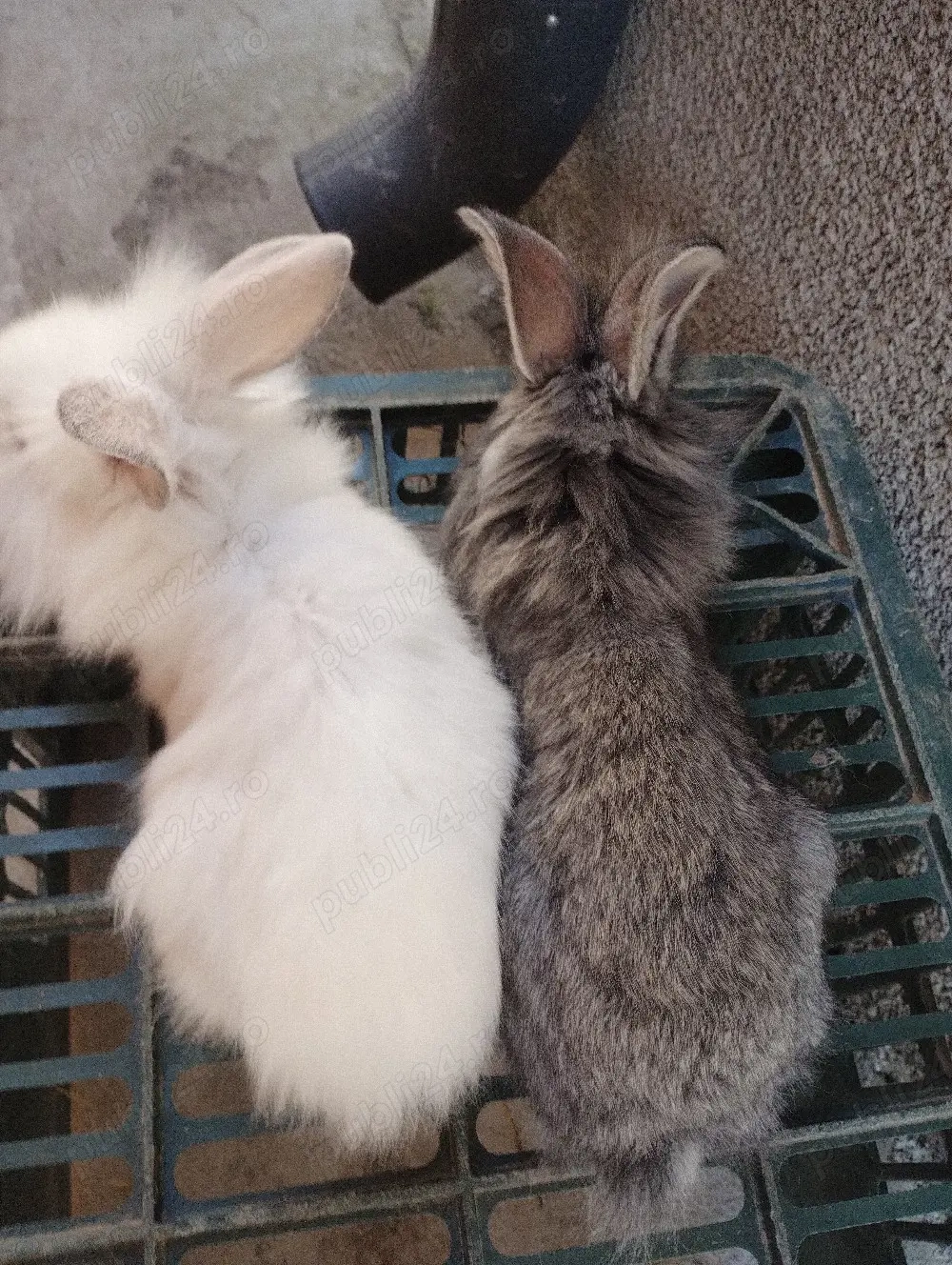 Cap de leu de vânzare 