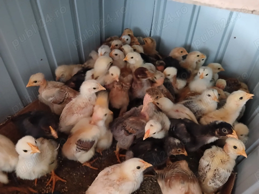 Pui de casă de două săptămâni 