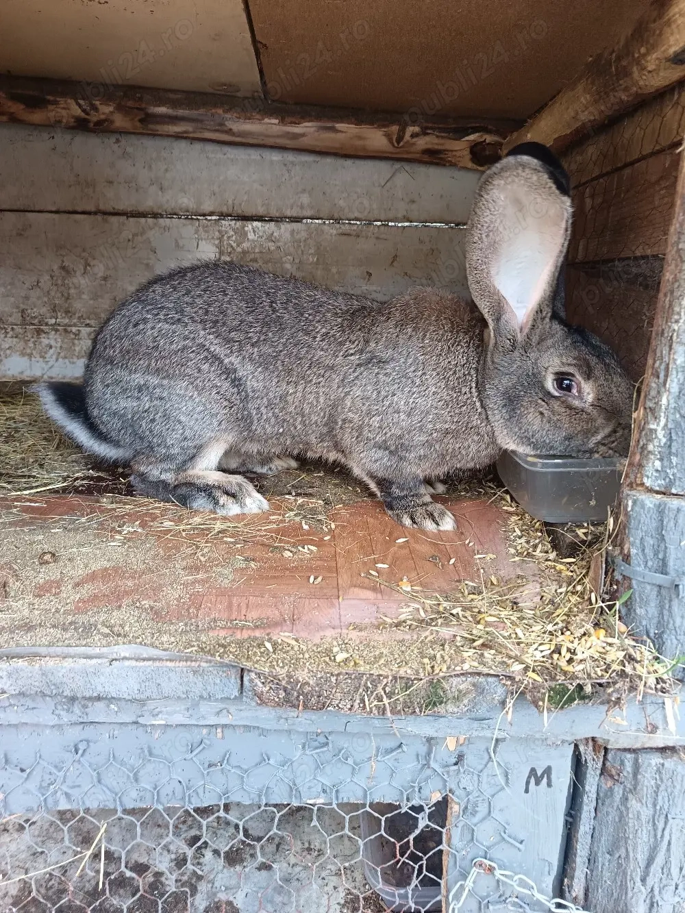 Vand mascul Urias German 