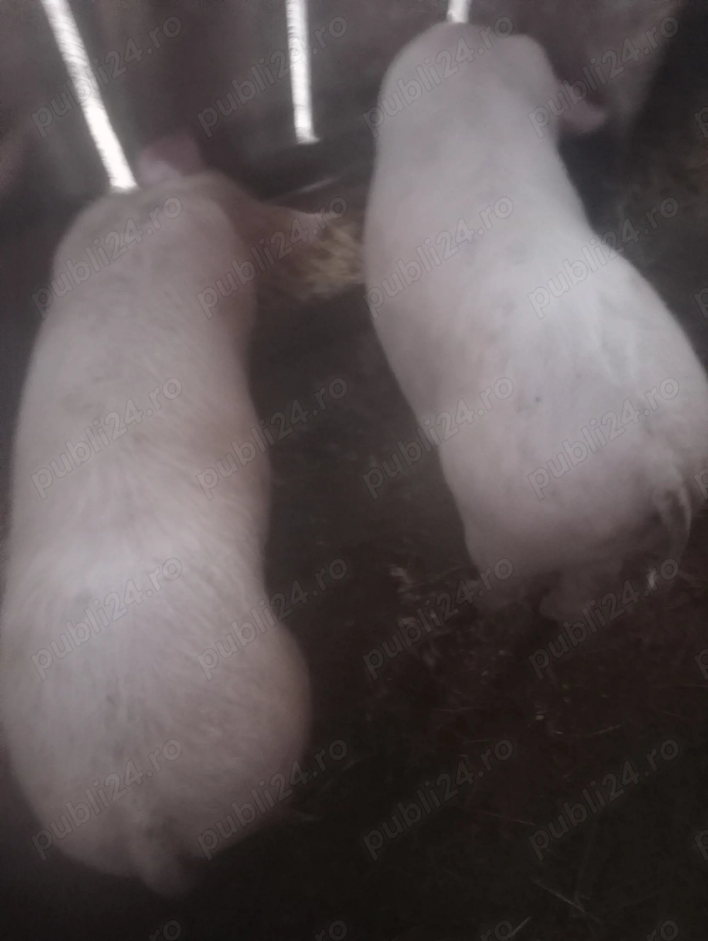 Vanzare 2 porci Marele alb