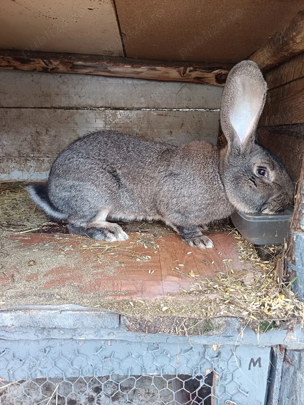 Mascul Urias German  disponibil pentru monta 