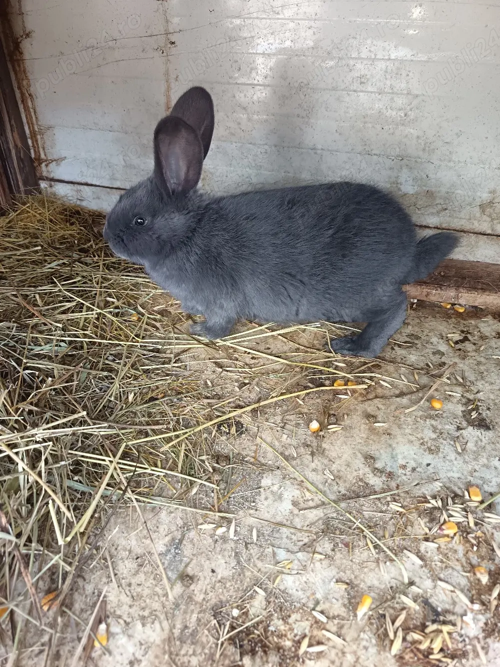 Vand femela fluture janet albastru 