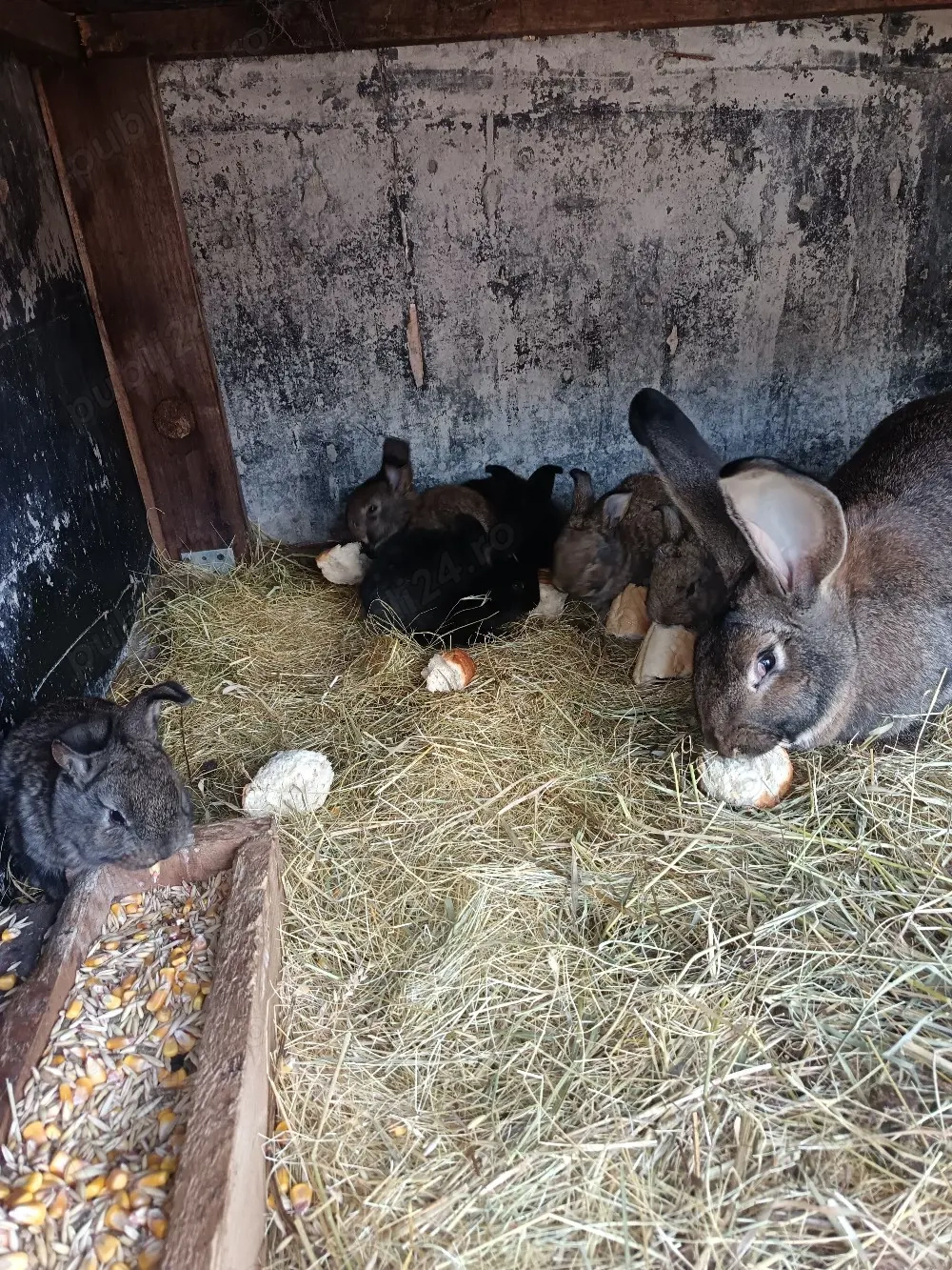 Vand pui de Urias German 