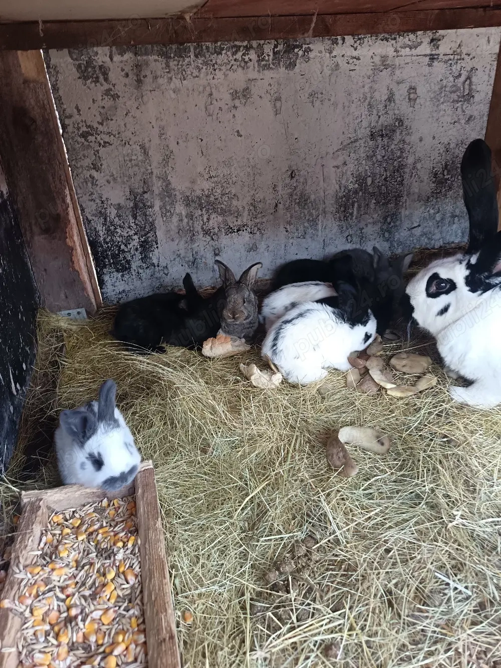 Vand pui de Fluture pestrit german 