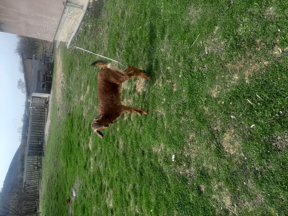 Vând iada anglodanubian