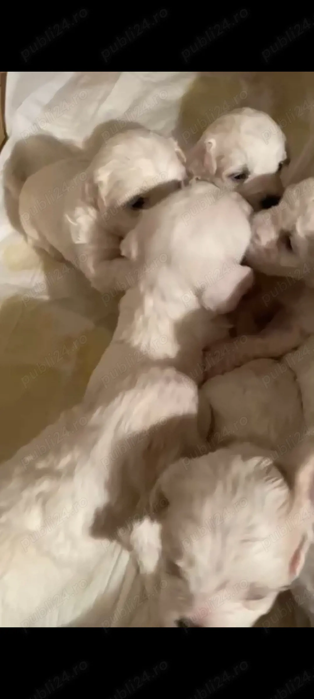  Bichoni de vanzare jucausi