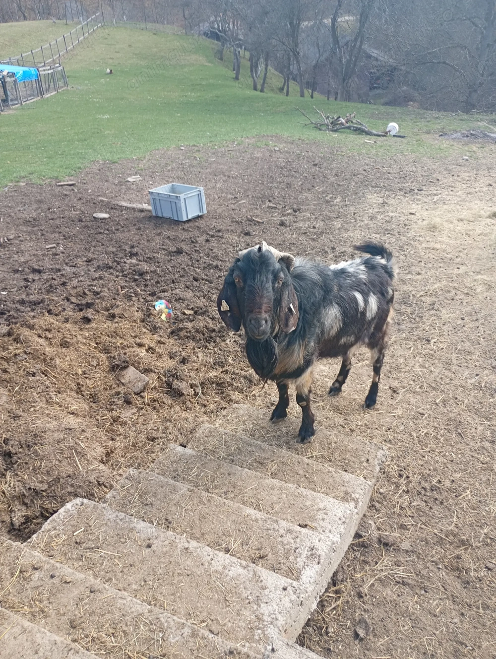 Vând țap anglo nubian