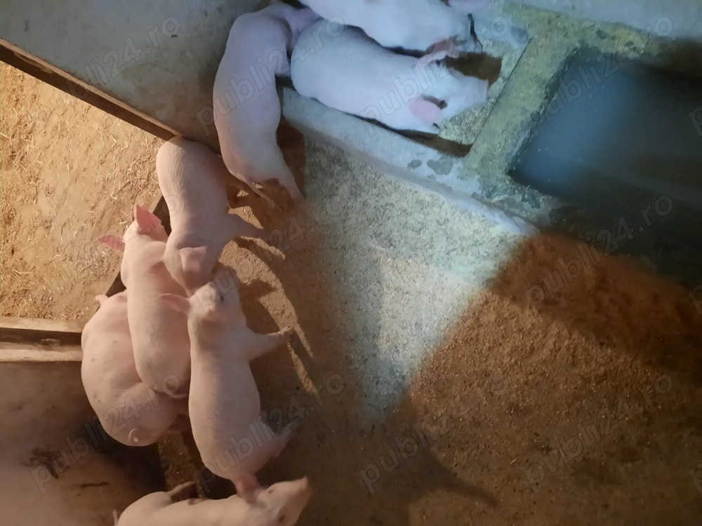 Vand purcei marele alb.