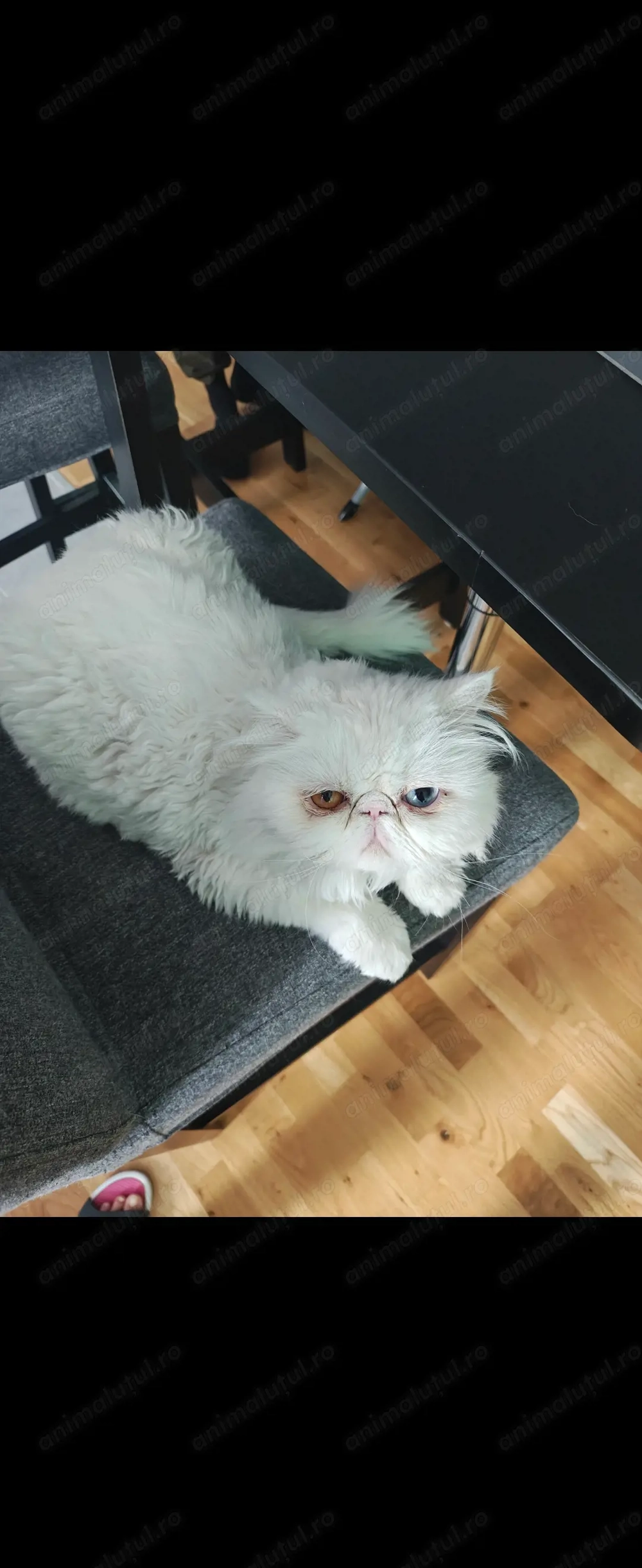 Vand pisica persana alba femela