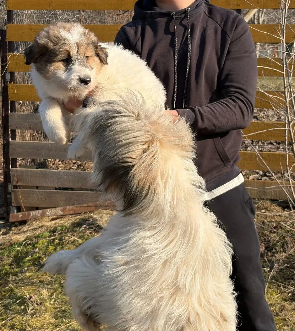 Caine ciobanesc talie mare 