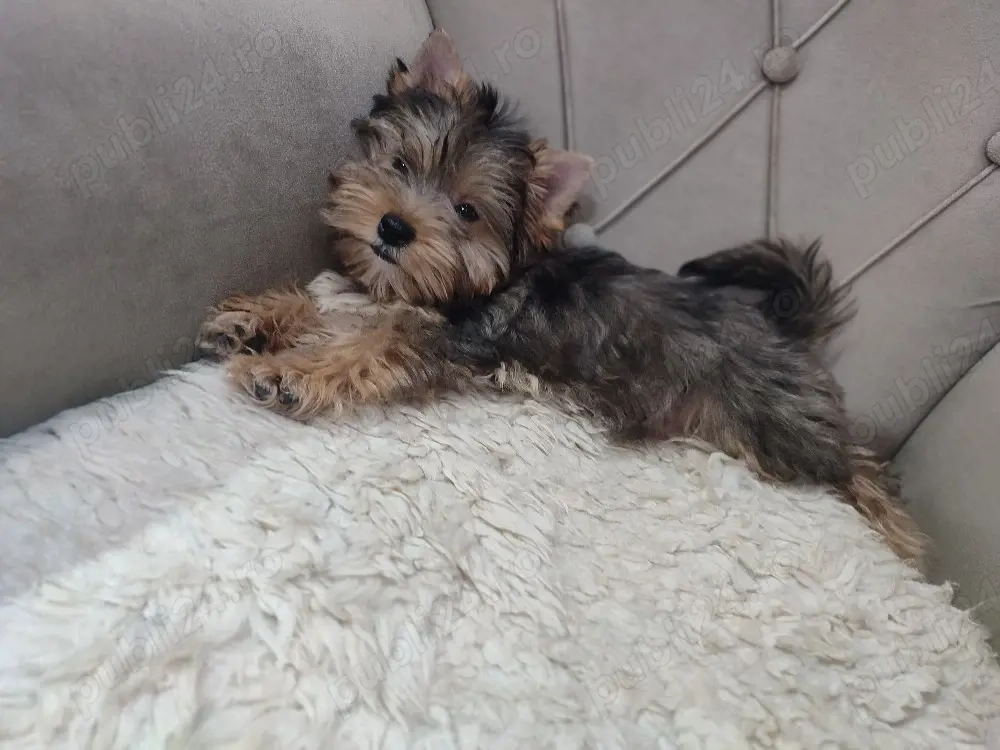 Yorkshire terrier Merle