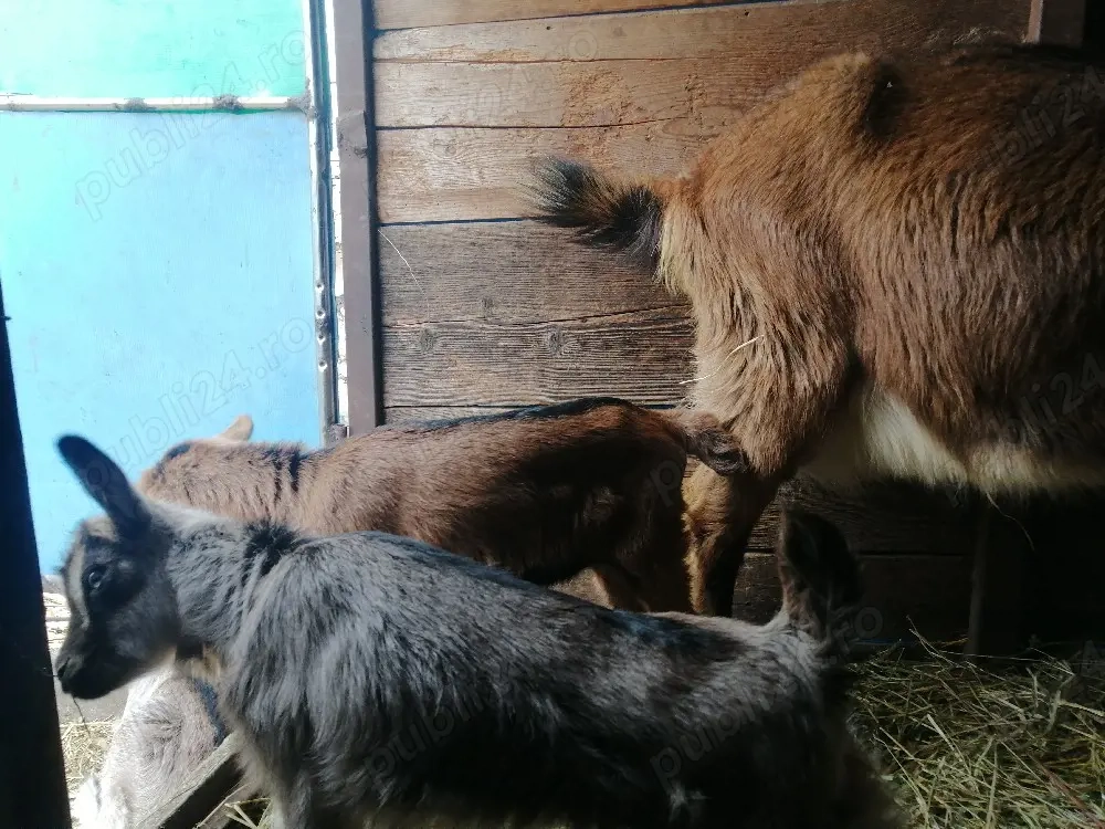 Vând urgent 2 capre cu iez 