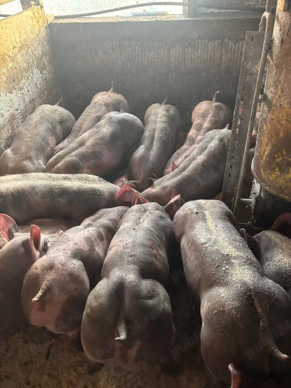 scrofite si vierusi pietrain belgian  