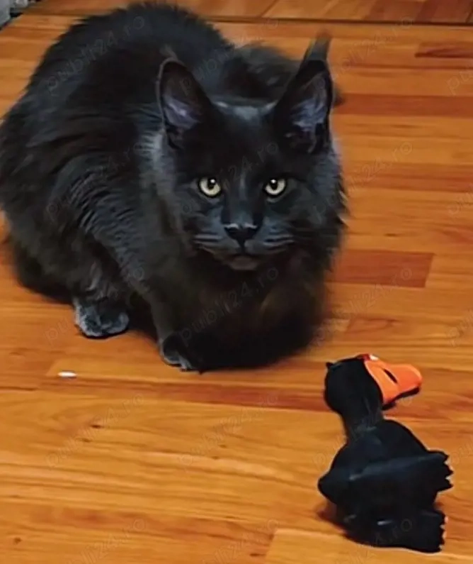 MaineCoon cu pedigree