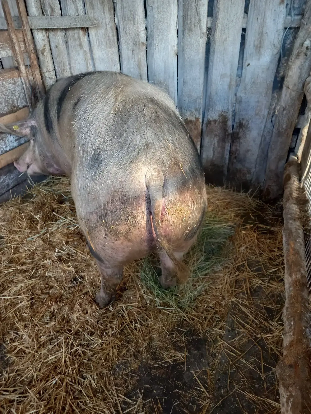 Vand purcica 200-250kg