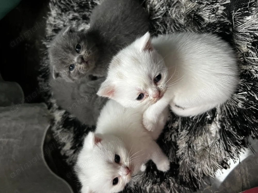 British straight si Scottish fold 