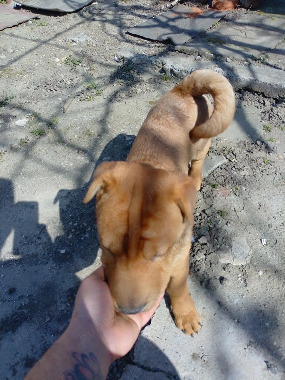 Vând urgent câine Shar pei 500 lei