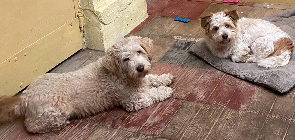 Donez pui de caine,varsta 1 an si 3 luni