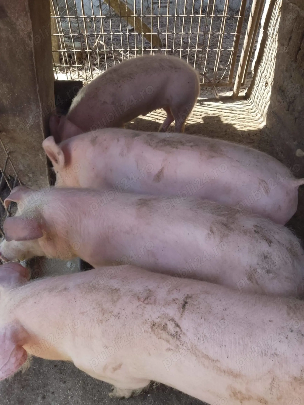 Vand Soldani 50-60 kg 