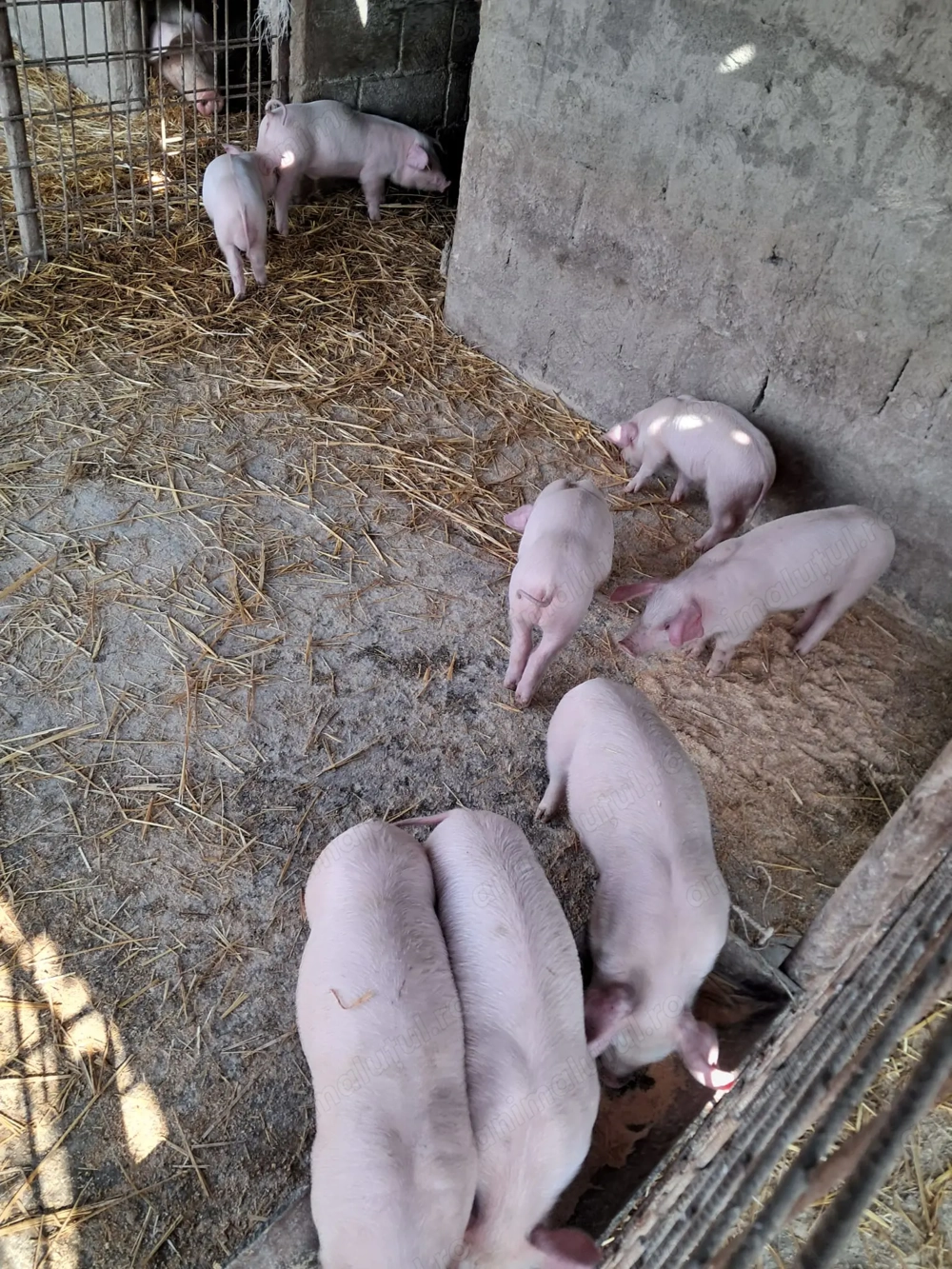 Purcei landrace de vinzare.