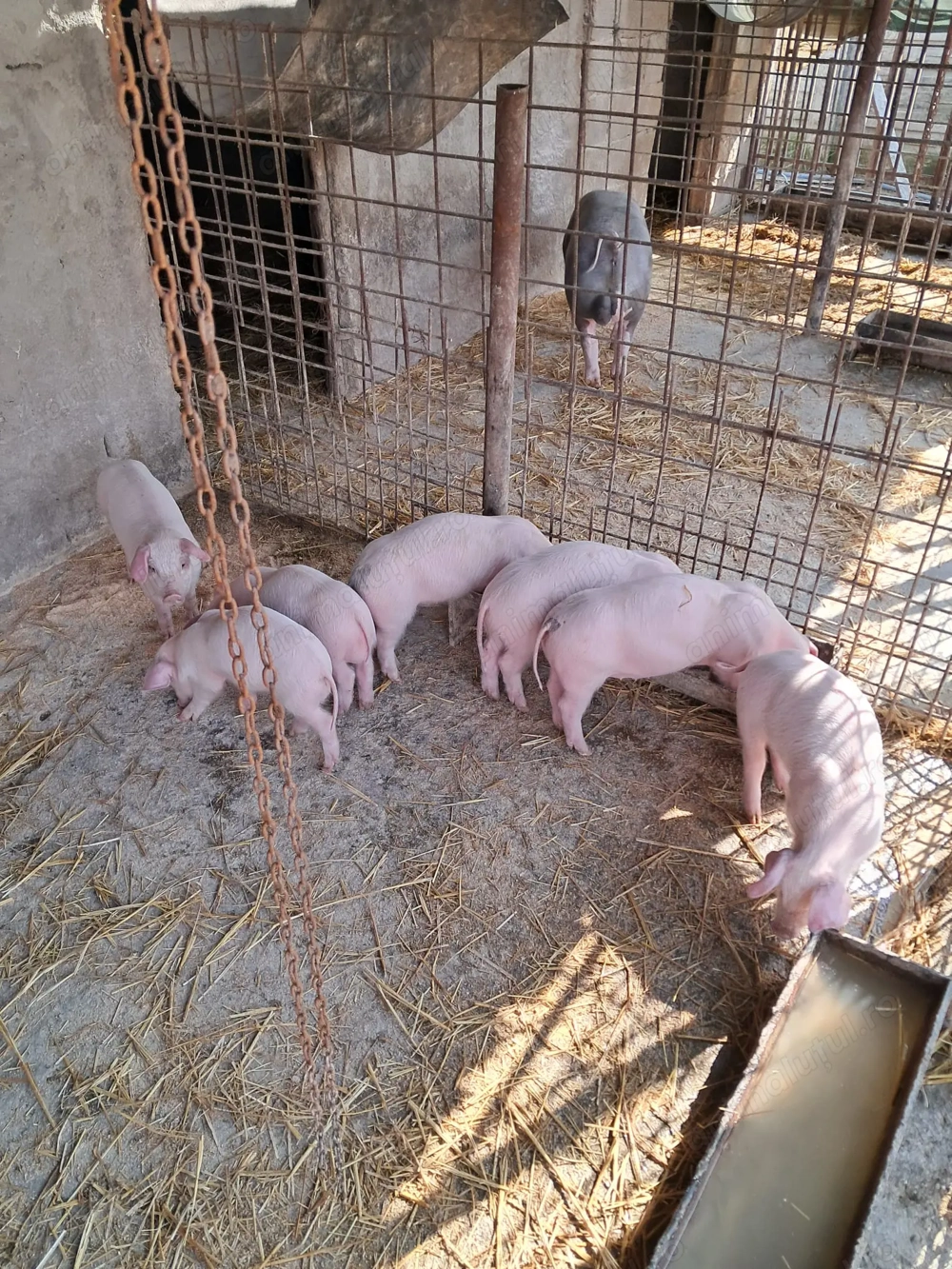 Purcei landrace de vinzare