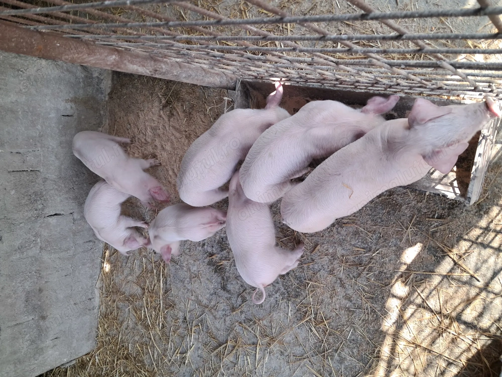 Purcei landrace de vînzare .