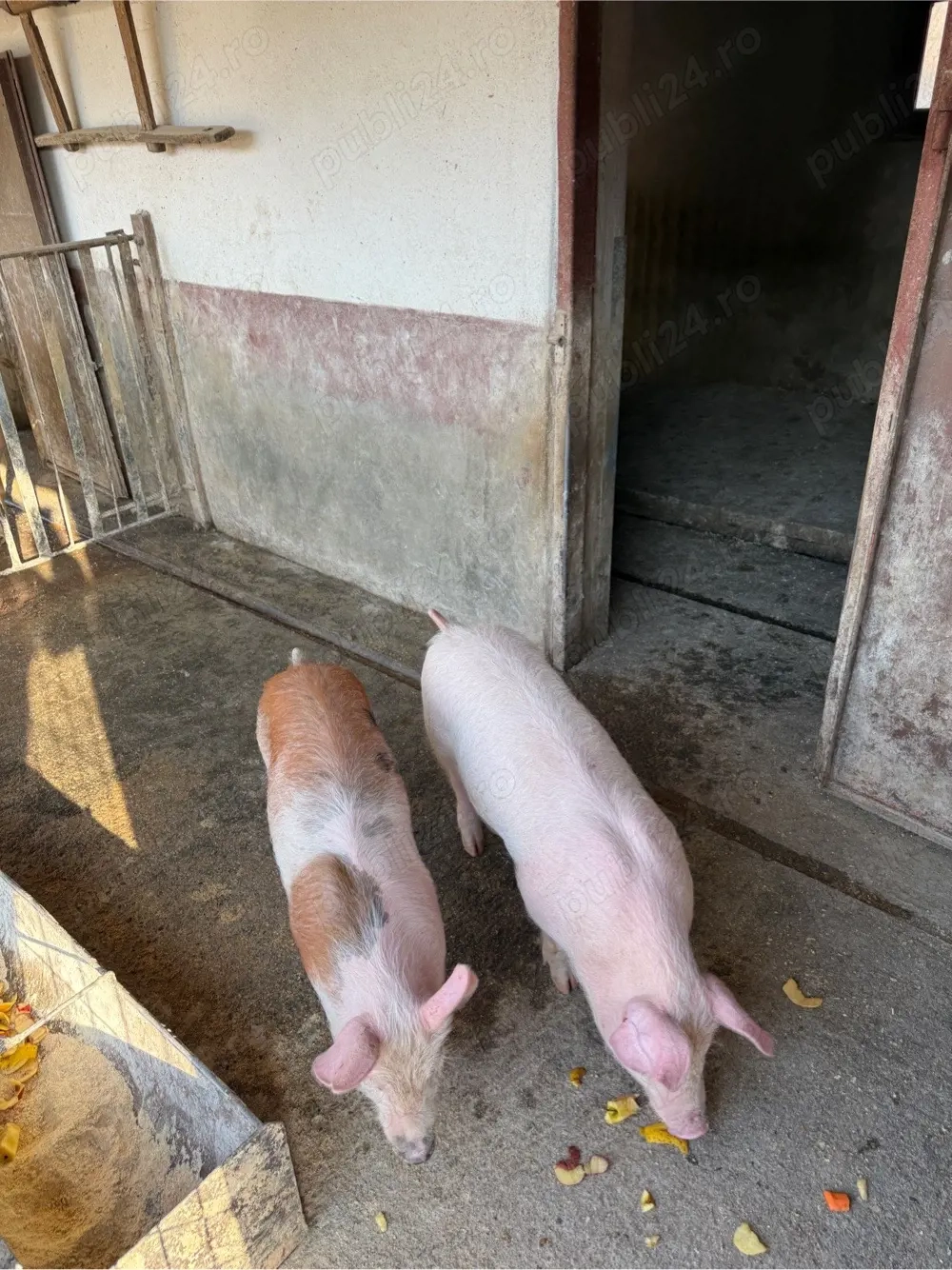 vand doi soldani 35 kg M