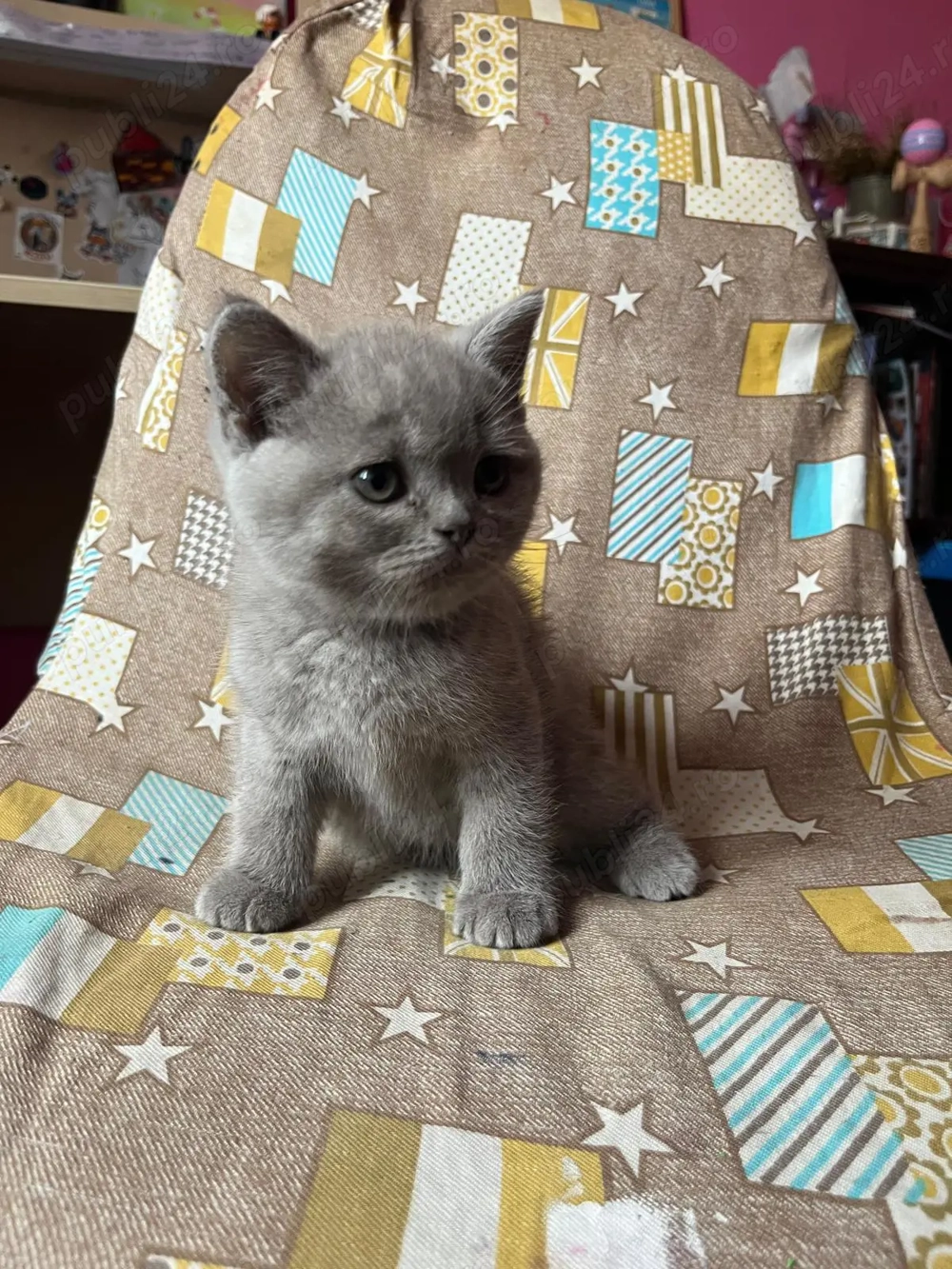  Pisica British & Scottish 