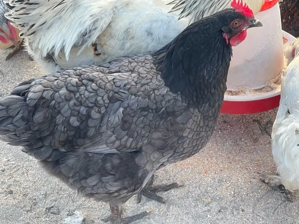 disponibil oua pentru incubat 