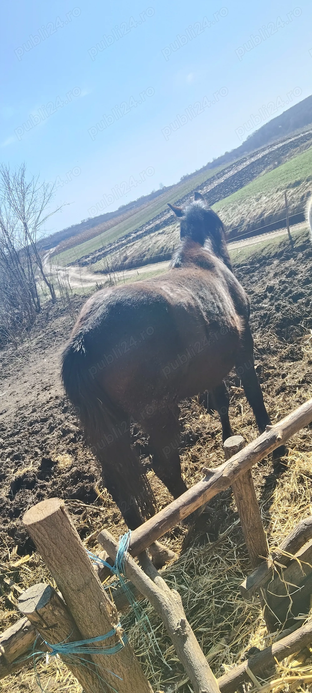 De vânzare manza de 3 ani 