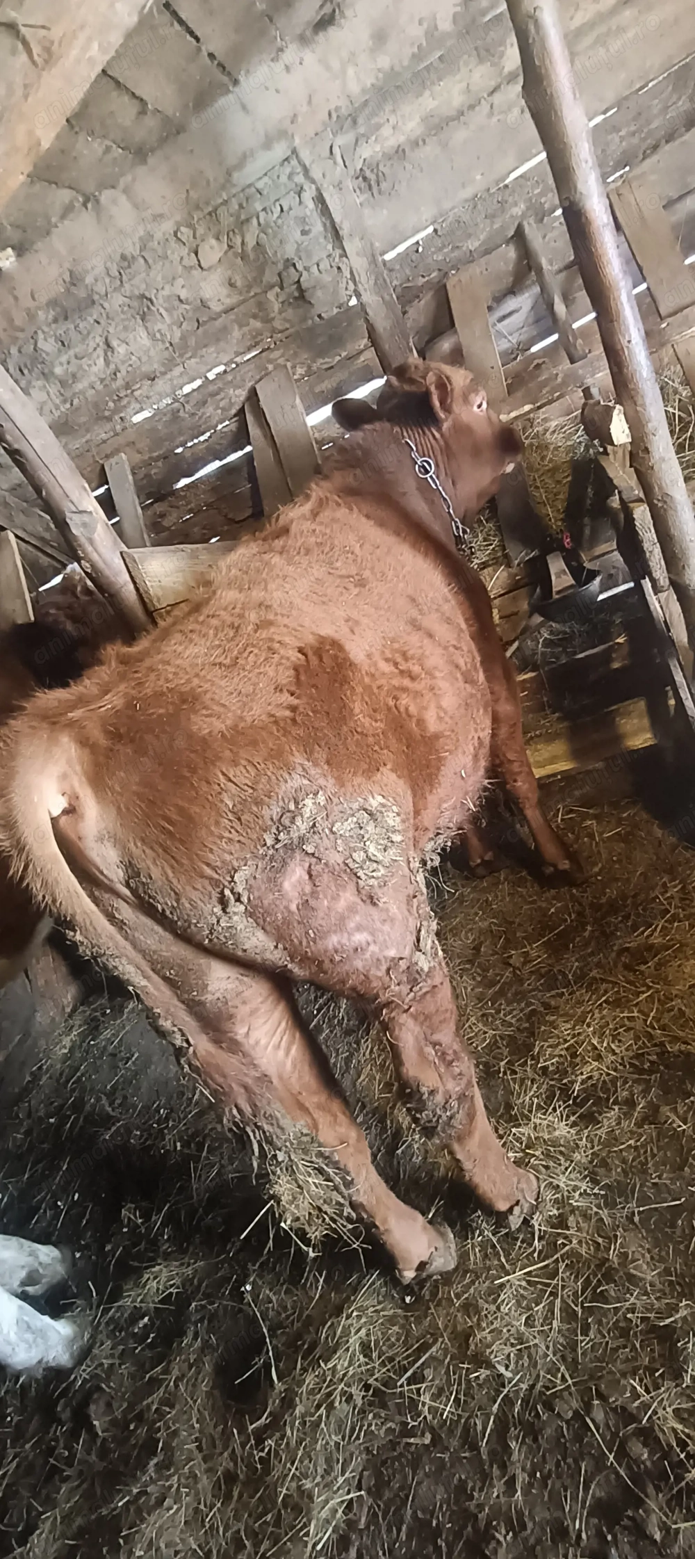 Vând tăuraș de 10 luni,